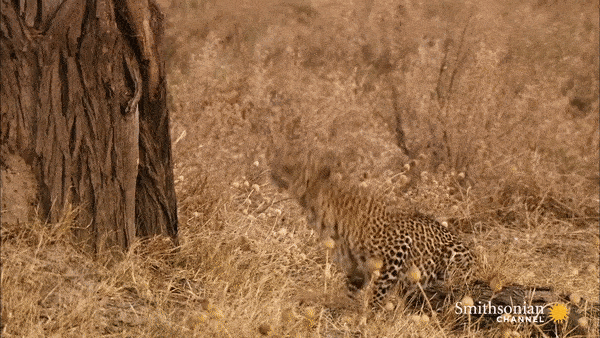 Bao hoa mai 'khinh cong' len cay, vao tan to de san chim cu hinh anh