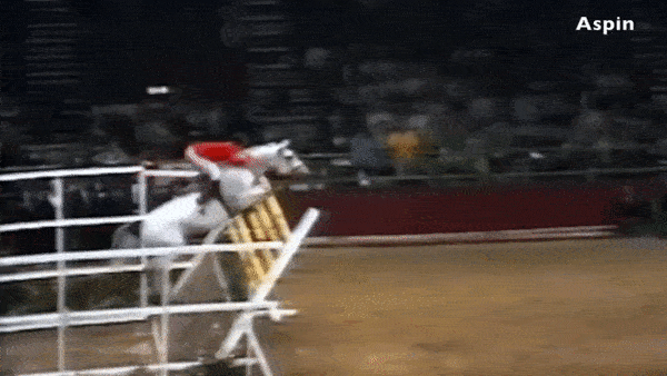 Nhung pha bat cao vuot rao chan dung manh cua ngua dua hinh anh