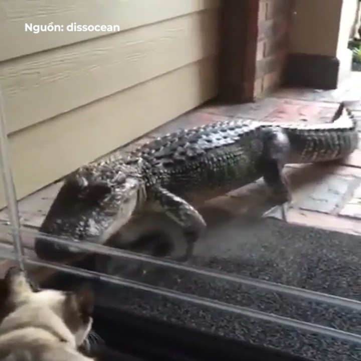 Ca sau dung do cho canh khi tim cach bo vao nha nguoi dan hinh anh