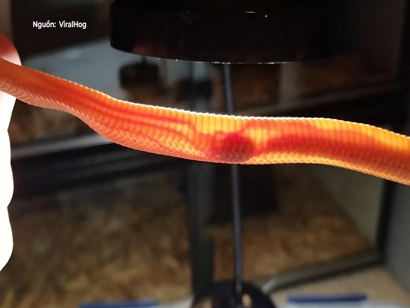 Ve dep cua tim ran dap duoi anh den hinh anh