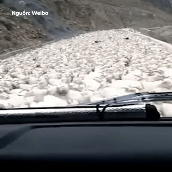 Tai xe dung xe cho hang nghin chu de bang qua duong hinh anh