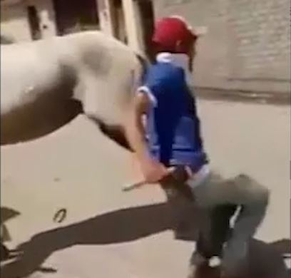 Nhung tinh huong 'phan chu' cua vat nuoi hinh anh