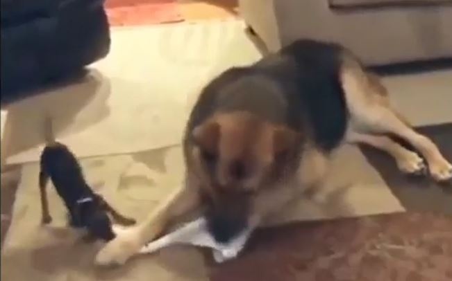 Canh tuong hai huoc chihuahua lieu minh tranh gianh voi cho becgie hinh anh