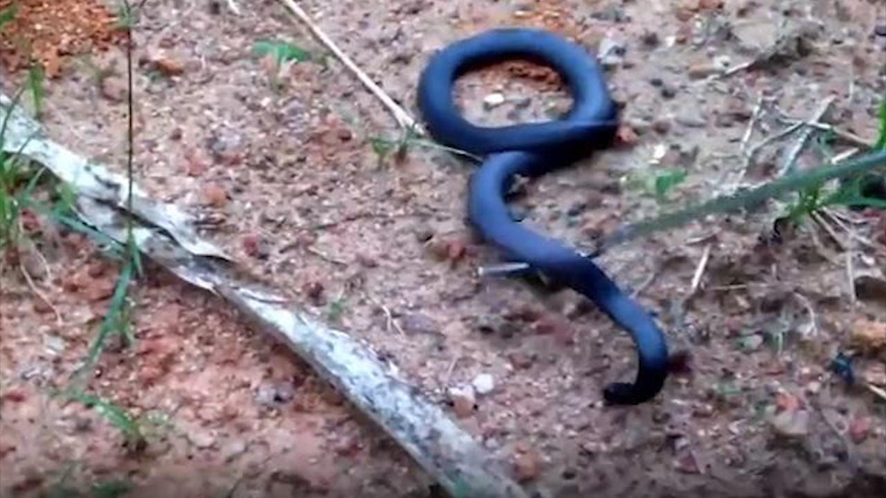 Ran den kich doc chui len tu duoi long dat sau mua hinh anh