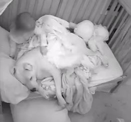 Be gai dap chan cho chu cho ngu canh minh hinh anh