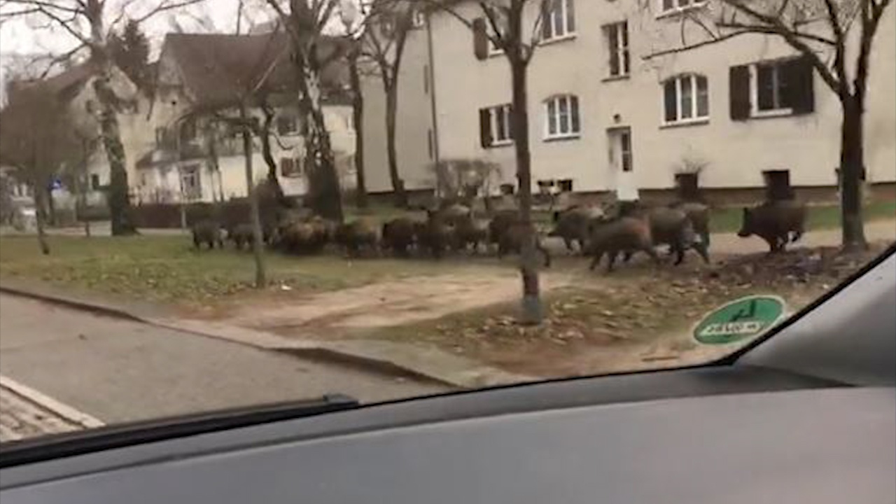 Dan heo rung chay tran tren duong o Duc hinh anh