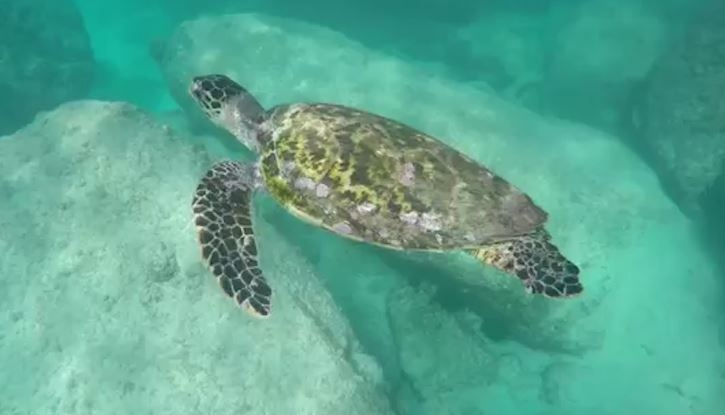 Nhung loai dong vat dang dan bien mat khoi Trai Dat hinh anh