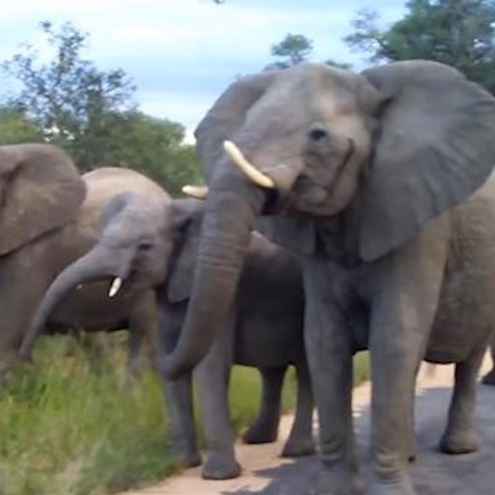 Dan voi lieu minh bao ve con khoi linh cau hinh anh