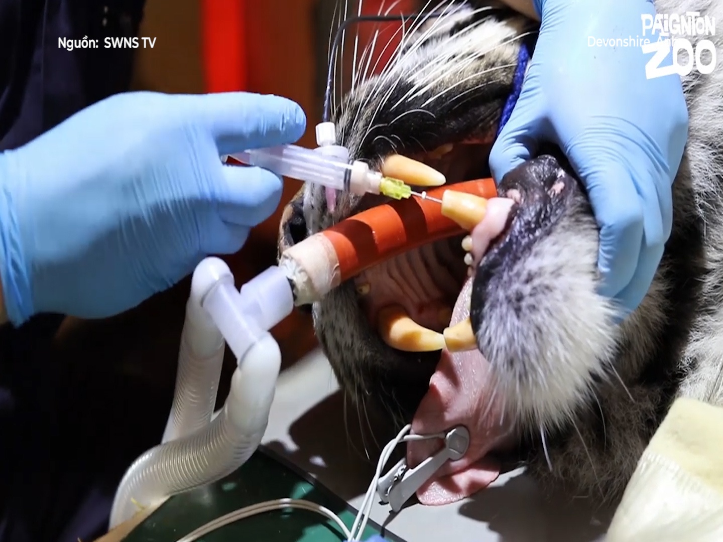 Nha sy dung cam chua rang hu cho ho Sumatra hinh anh