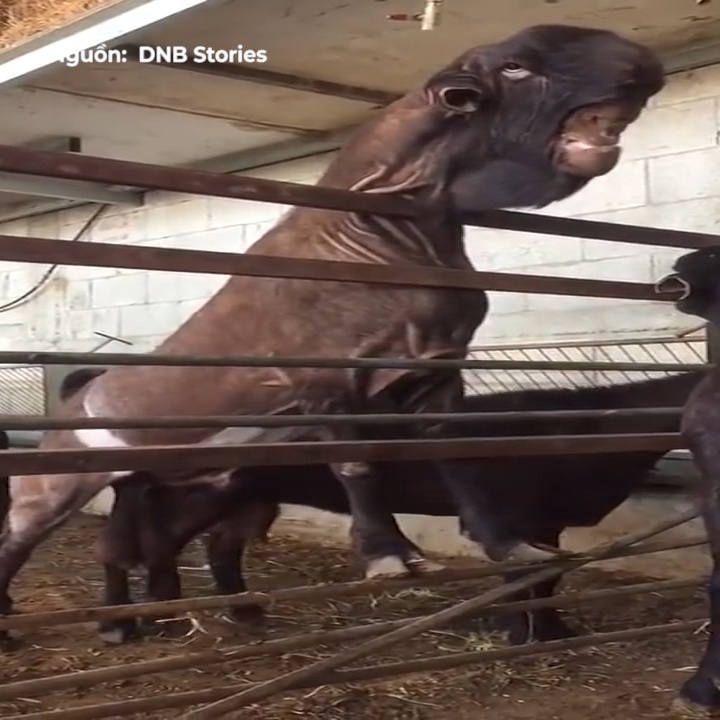 Loai de so huu khuon mat nhu 'quy du' hinh anh