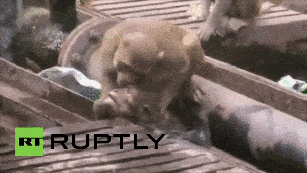 Man giai cuu kip thoi cua khi khi thay dong loai bi dien giat hinh anh