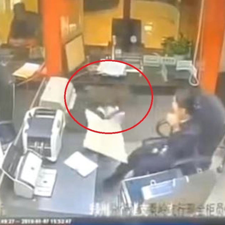 Meo leo len tran nha nhu 'ninja' khien nhan vien hoang so hinh anh