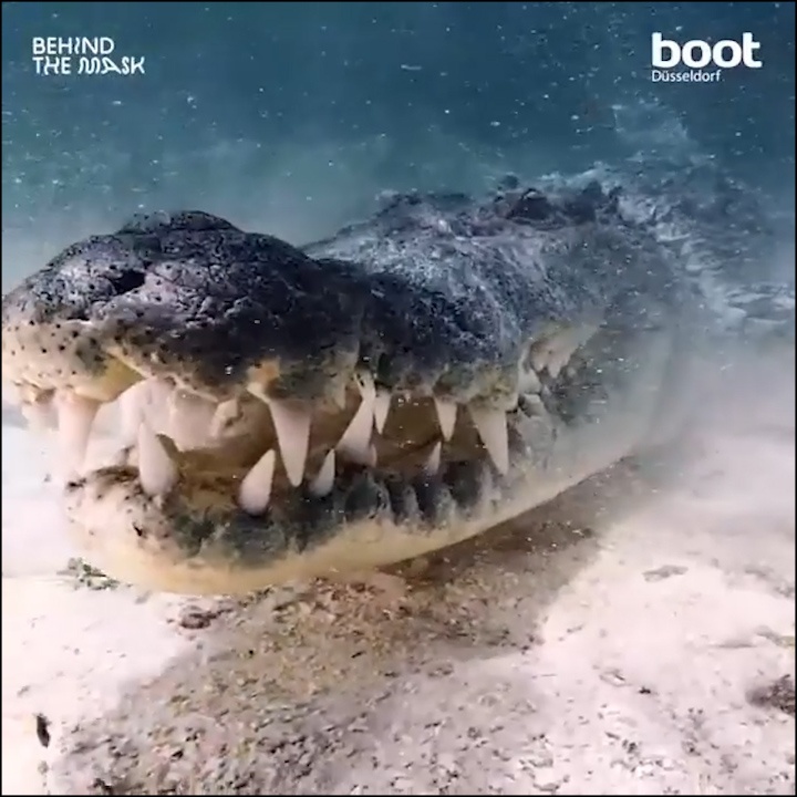 Tho lan bat ngo boi chung voi ca sau nuoc man hinh anh