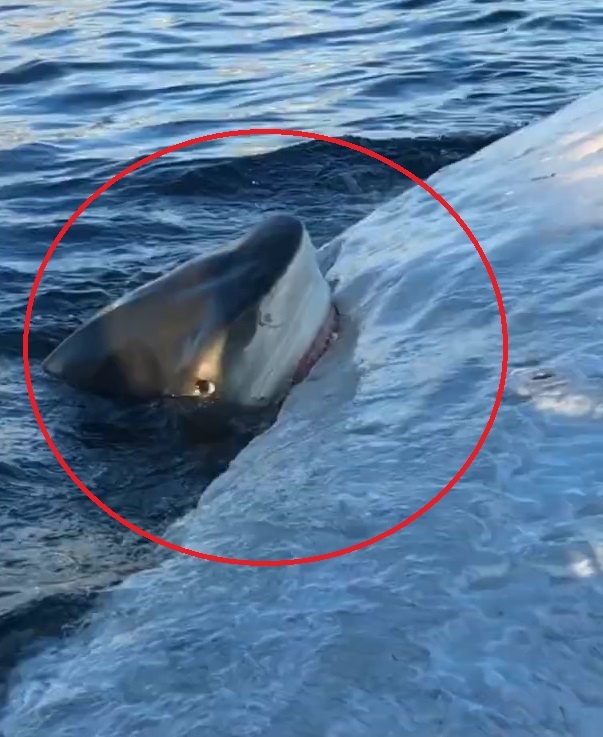 Ca map ho can xe xac ca voi khong lo ngay truoc mui tau hinh anh