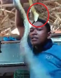 Dai dot treu ran, thanh nien bi ran chom xuong can dau tra thu hinh anh