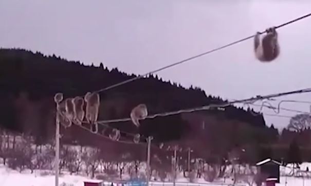 Dan khi noi duoi nhau du day de giu am hinh anh