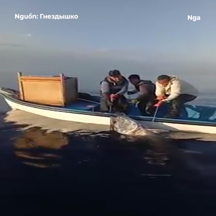 Ba tho cau chat vat keo ca ngu khong lo len khoi dai duong hinh anh