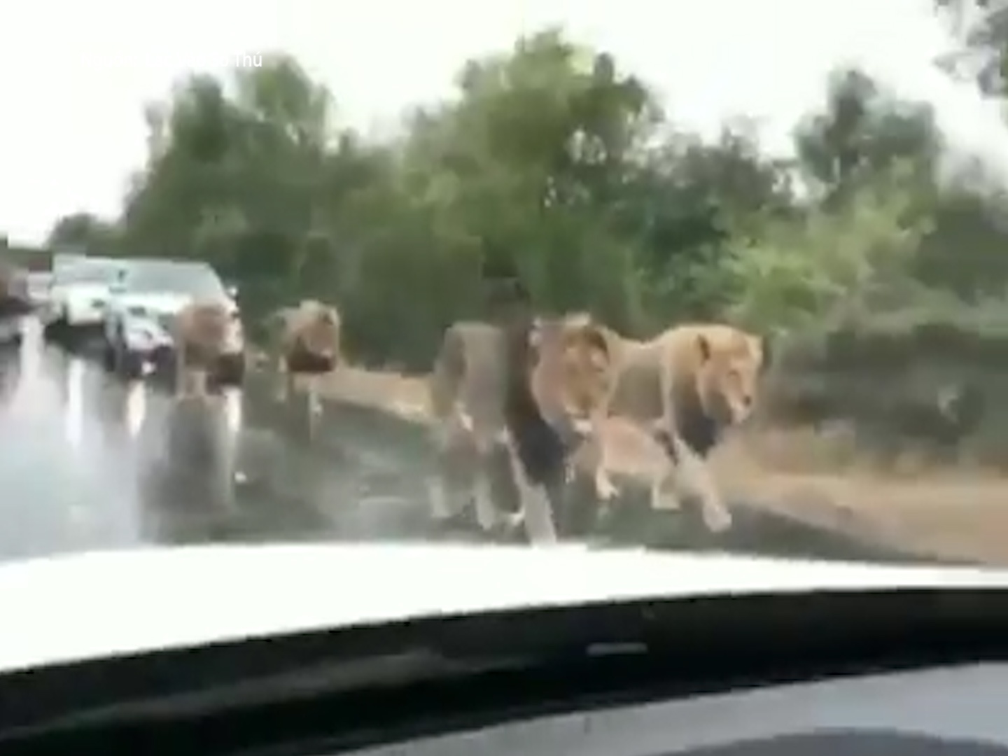 Nhieu xe oto xep hang, nhuong duong cho su tu 'di dao' hinh anh