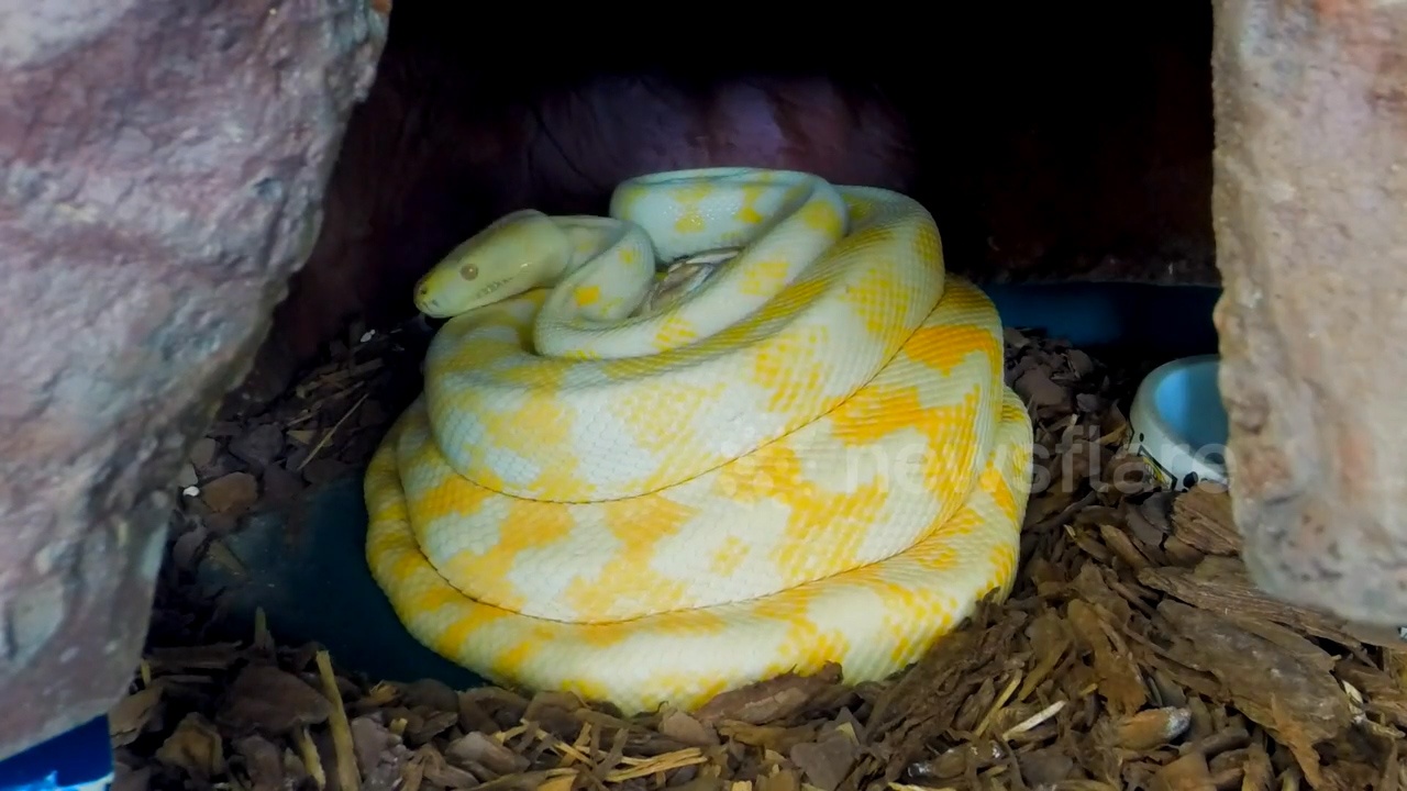 Can canh hang chuc con tran tuyet dep chui ra tu vo trung hinh anh