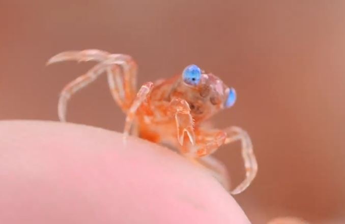 Cua do mat xanh nho be xuat hien o Canada hinh anh