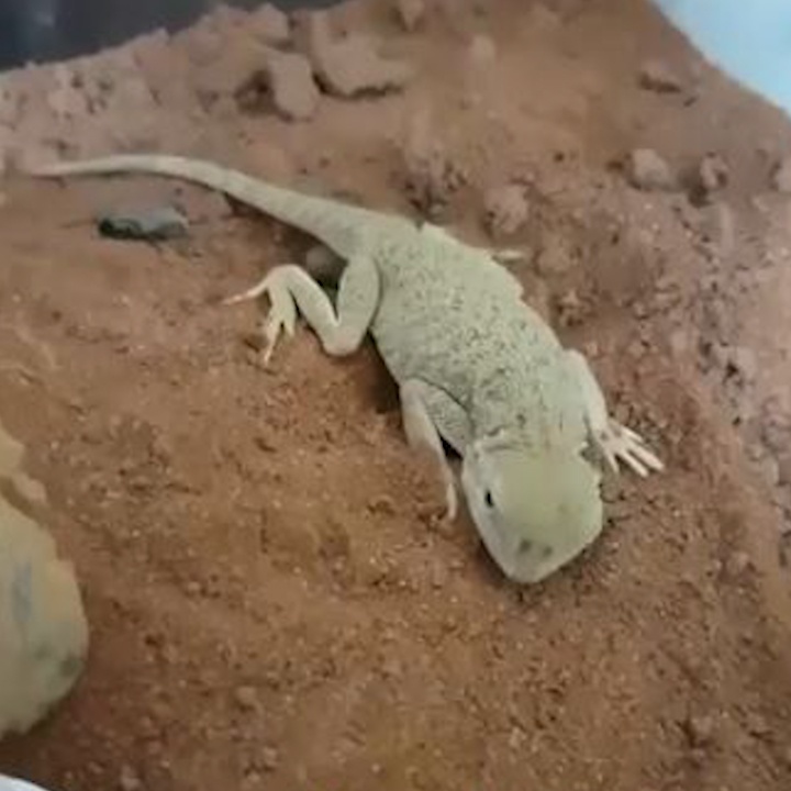 Ky nhong an than roi bien mat trong cat hinh anh