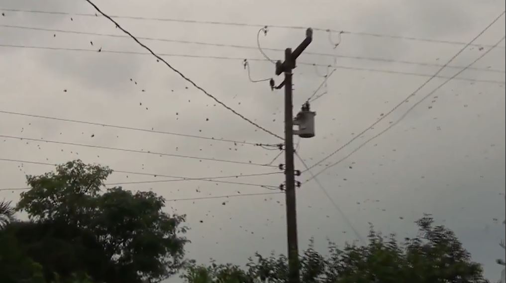 Choang voi 'con mua' nhen nhen o Brazil hinh anh