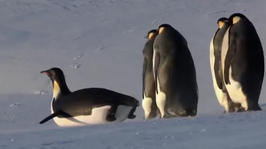 Dan canh cut to mo xep hang chay theo chu chim canh cut gia hinh anh