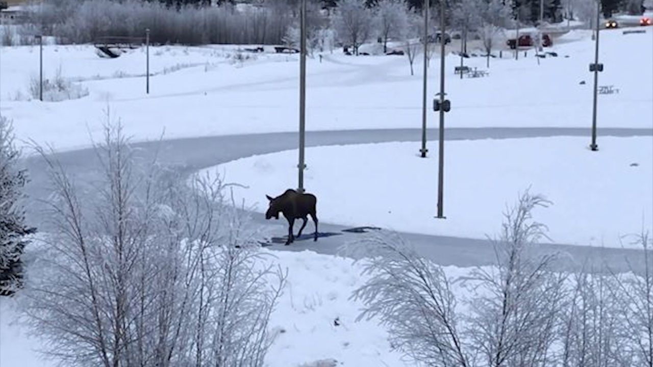 Troi tuyet, nguoi dan trai tham cho nai sung tam de qua duong hinh anh