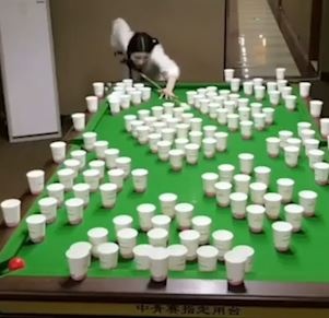 Nu co thu xinh dep bieu dien sieu dang khien dan mang tron mat hinh anh