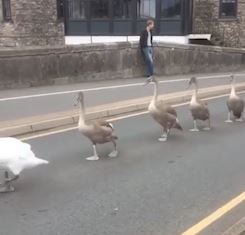 Hang dai oto kien nhan noi duoi dan thien nga di bo giua long duong hinh anh