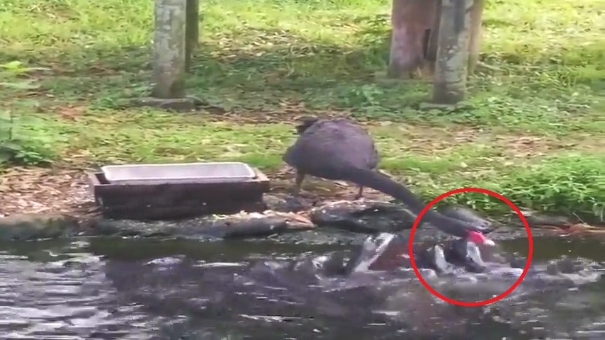 Vit dung tren bo lay thuc an dut cho ca bay ca hinh anh