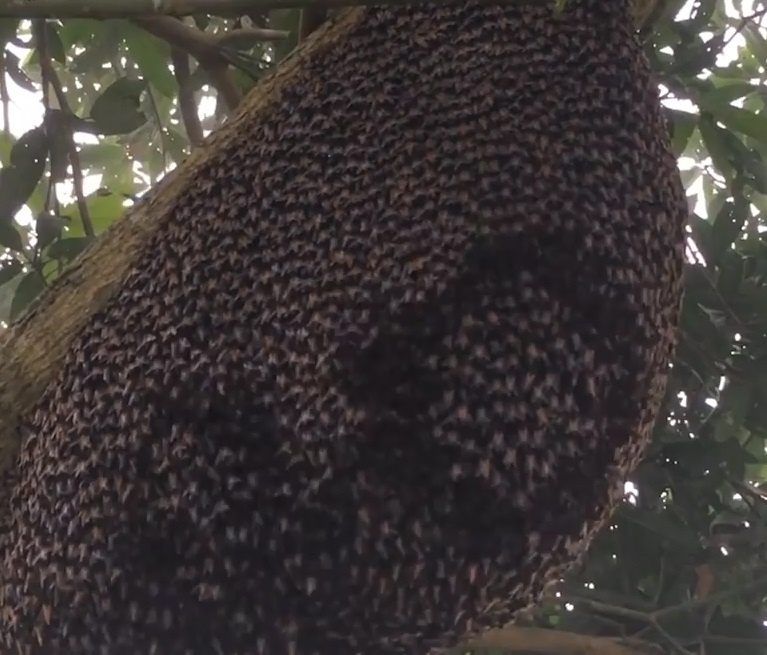 Dan ong tao gon song tuyet dep ngay tren to hinh anh