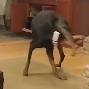 Chu cho co kha nang vat chan len co hinh anh