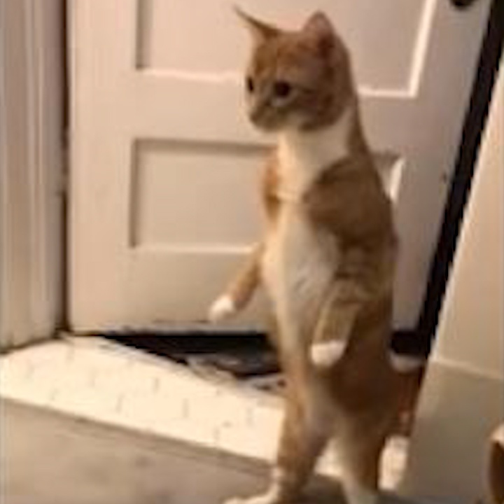 Meo con 'bat ngo' dung hai chan khi thay bon tam sui bot hinh anh