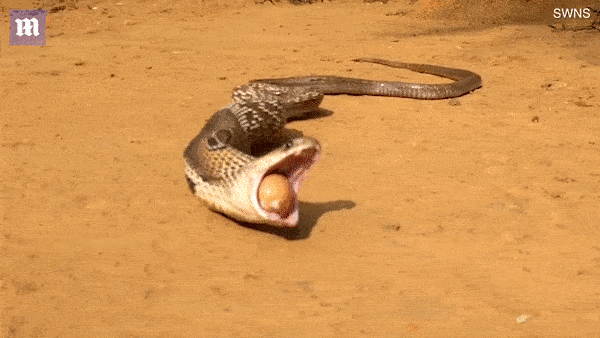 Cam thay bat an, con ran non ra het so trung vua trom duoc hinh anh