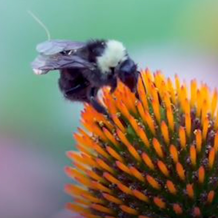 Nhung con ong duoc mang balo ti hon, thay the thiet bi drone hinh anh