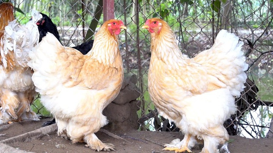 Ga khong lo gia chuc trieu 'chay hang' truoc Tet Nguyen Dan hinh anh