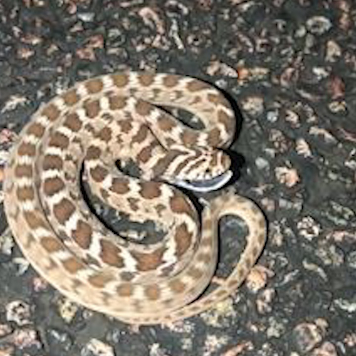 Nhung chuyen dong dep mat cua ran truoc khi tan cong con moi hinh anh