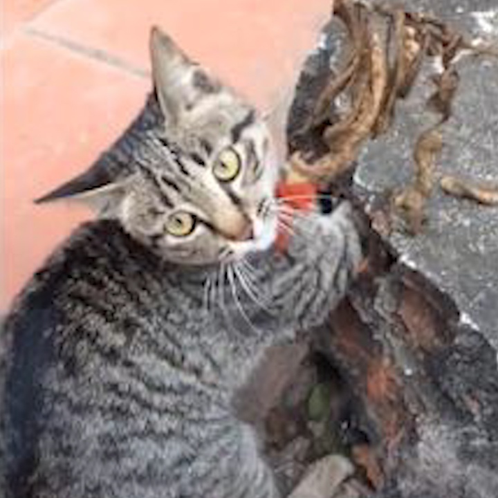 Meo con 'nghich dai' khien chan mac ket vao khuc gach hinh anh