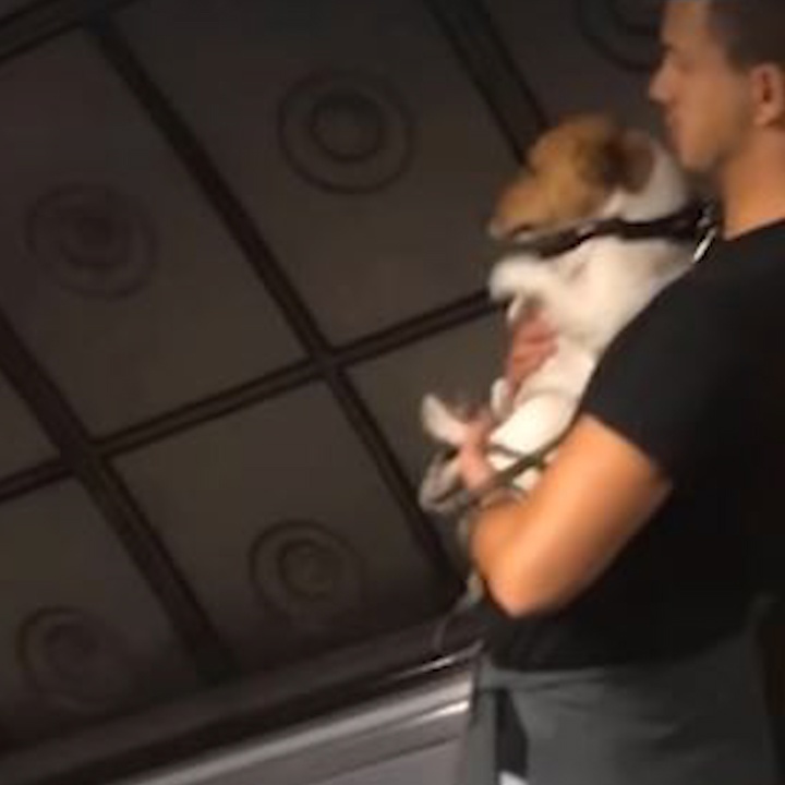 Cun cung thich thu 'tap boi' khi duoc di thang cuon hinh anh