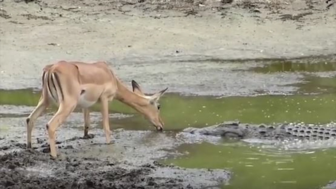 Ca sau nuot tron linh duong chi trong nhay mat hinh anh