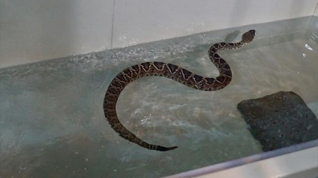 Nhan vien so thu ep 'ran beo phi' tap gym giam can hinh anh