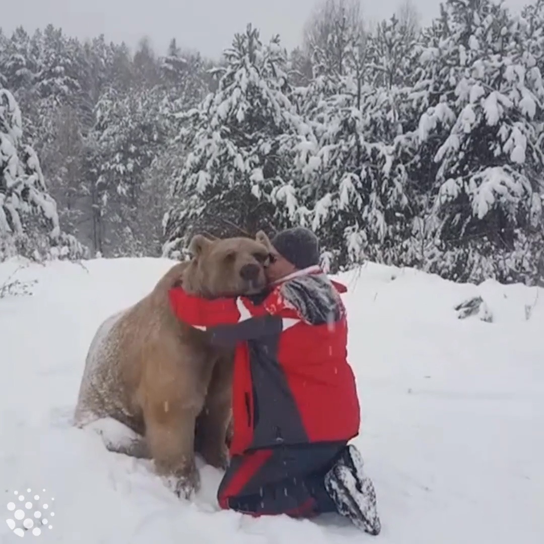 Nguoi dan ong om gau, vuot ve xem nhu thu cung hinh anh