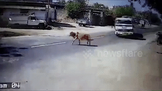 Xe bon 'drift' ngoan muc de cuu mang song cua chu bo o An Do hinh anh