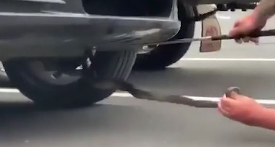 Phat hien ran doc an nau ben duoi xe de tranh nong hinh anh