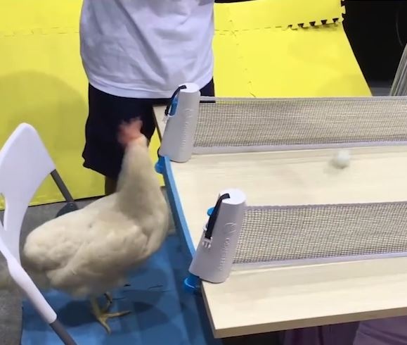 Hai chu ga choi bong ban kich tinh de duoc cho an hinh anh