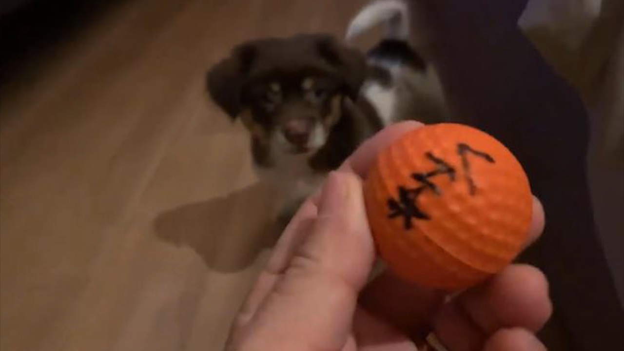 Chu cho nhat bong golf, thu tai du doan tran Viet Nam - Nhat Ban hinh anh