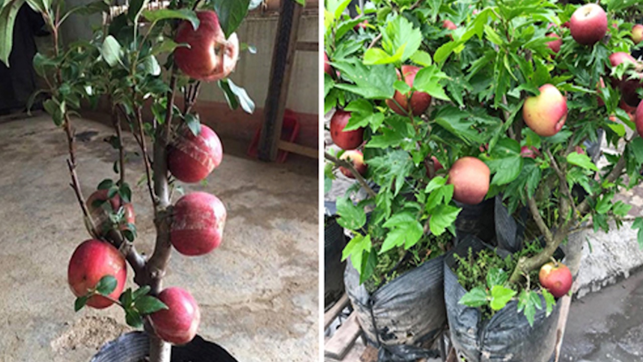 Mua tao lun, khach bat ngo khi cay no ra hoa dam but hinh anh