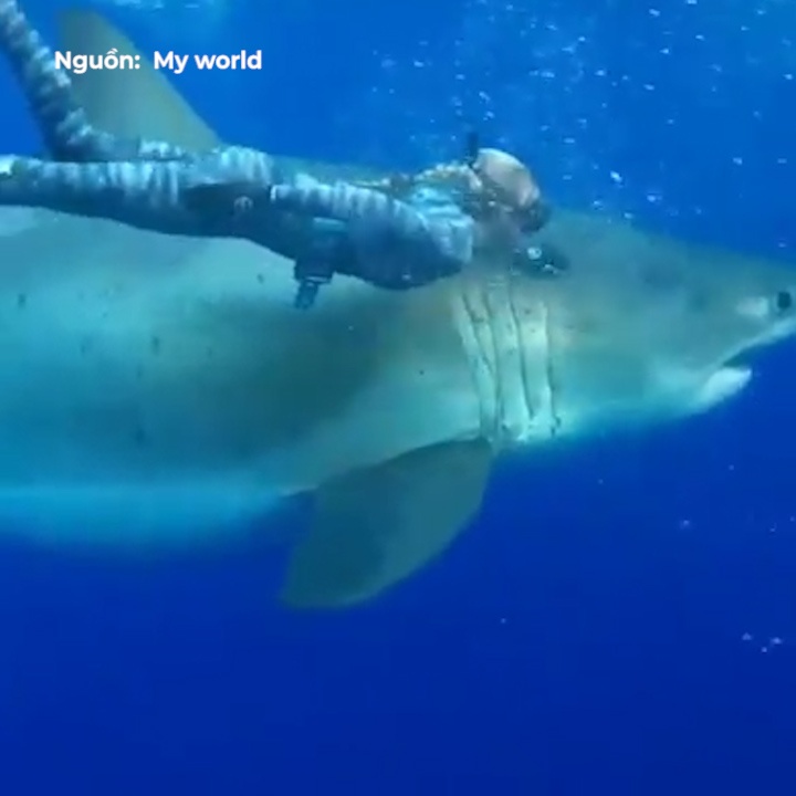 Tho lan than nhien vuot ve ca map du no vua xoi xac ca voi hinh anh