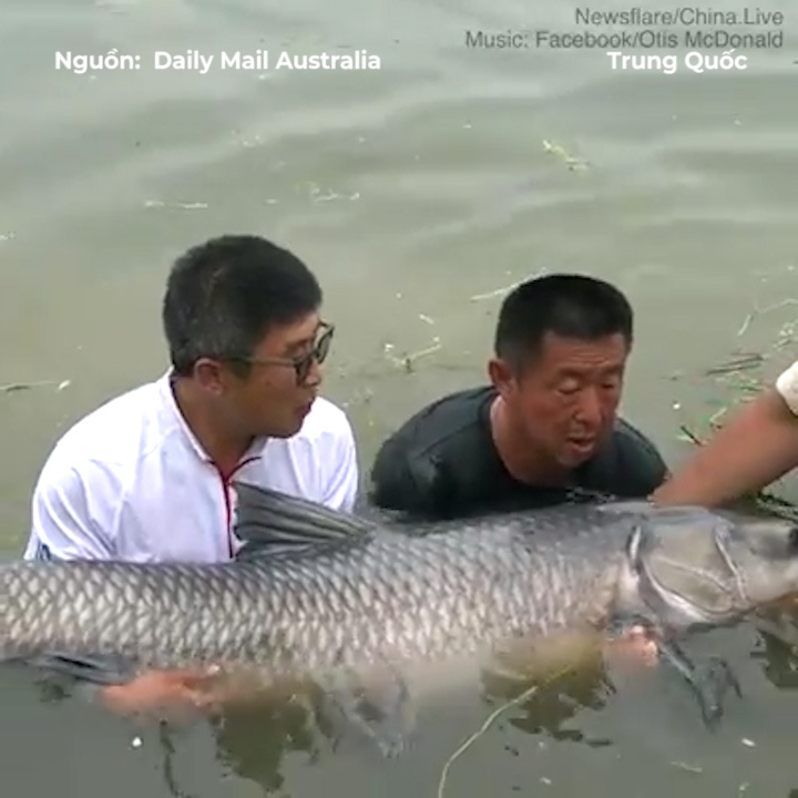 Tho cau vat lon voi ca chep 75kg tren song o Trung Quoc hinh anh